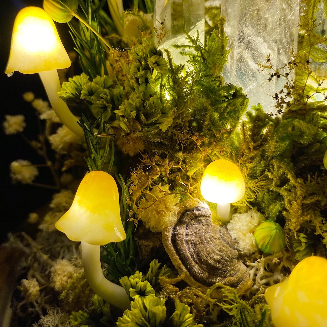 Close-up of glowing mushrooms, shelf fungus and moss